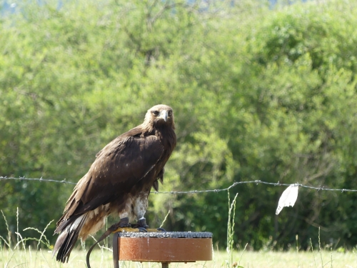 201908051110340.66258813-2304662359788233-4853307211914412032-o