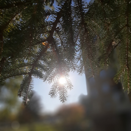 202503181534330.alexandra-kunakova-medzi-vetvickami