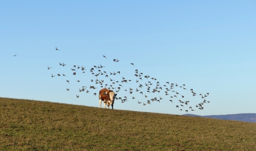 202503181534330.cena-poroty