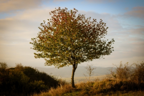 202503181534330.gabriel-polansky-ne-osamely-strom