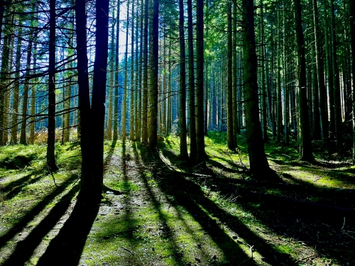 202503181534330.lucia-faltinska-vili-prechod