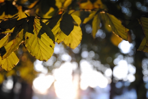 202503181534330.olivia-zembova-jesenna-poezia