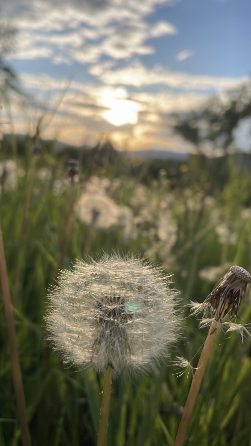 202604131111000.i-nelly-pavelcakova-aj-leto-sa-raz-rozfukne